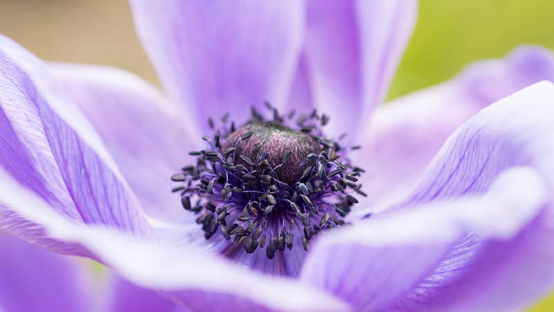 Purple Anemone flower close up photo by Erik Anderson