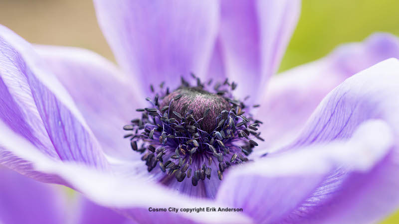 Purple Anemone flower close up photo by Erik Anderson