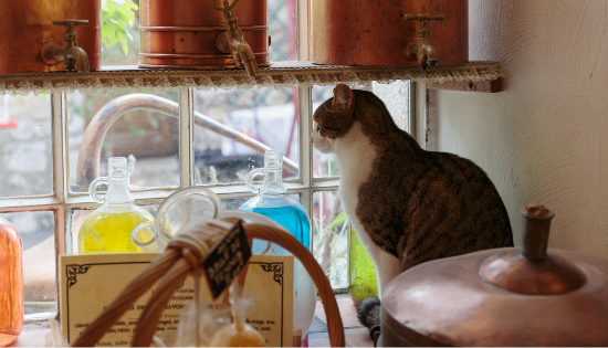 Cat in the window