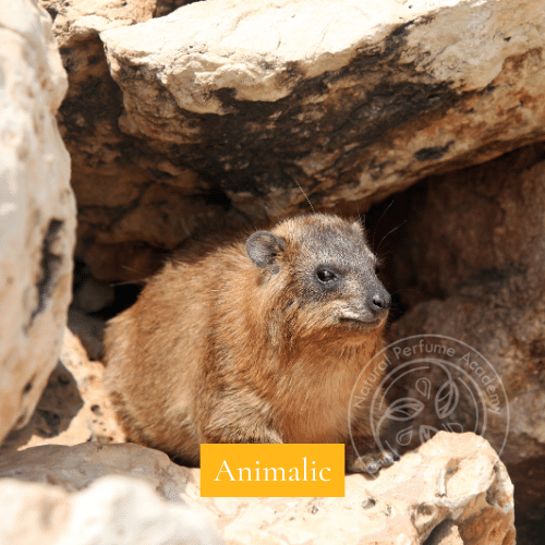 hyrax (Procavia capensis) small creature who makes poop that when petrified is used in perfumery