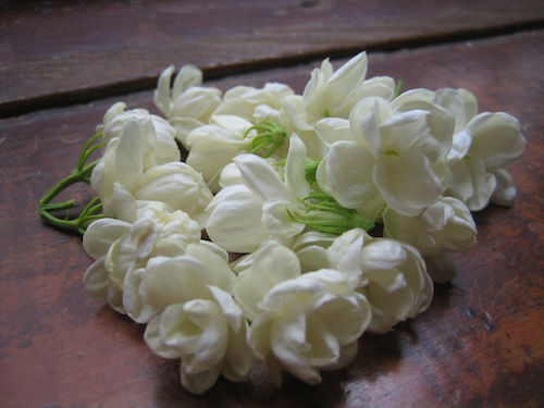 Flores de jazmín cremosas