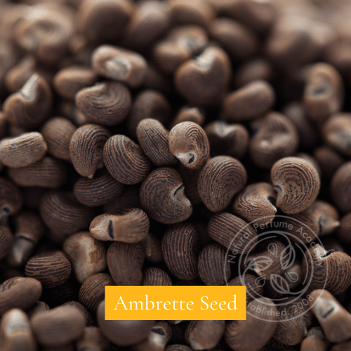 Ambrette Seed