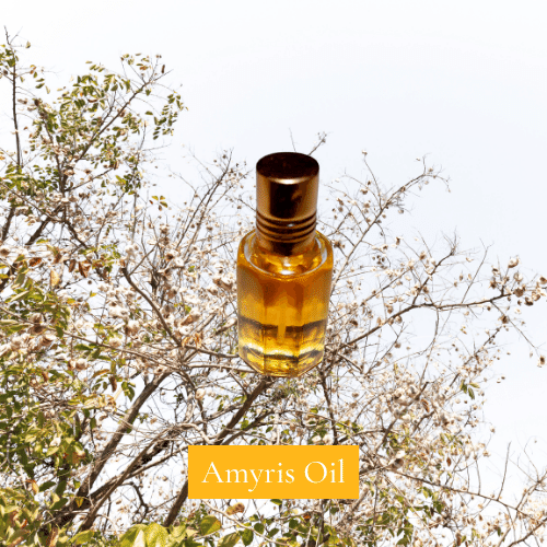 Amyris Oil