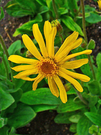 Arnica_montana