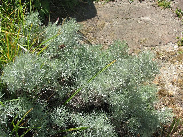 Artemisia Alba