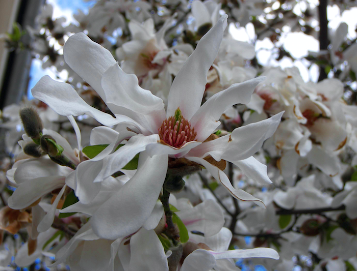 Magnolia tree in full blossom with the blue sky in the background